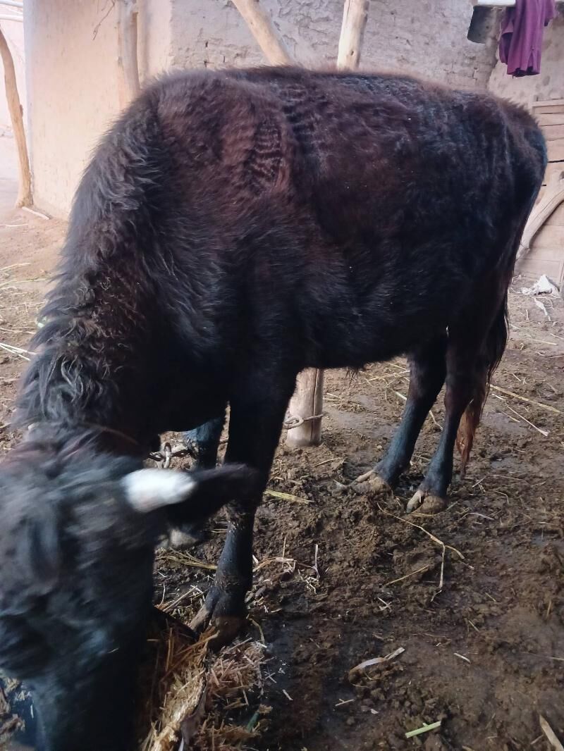 Öküz - Gurbansoltan Eje - img 3