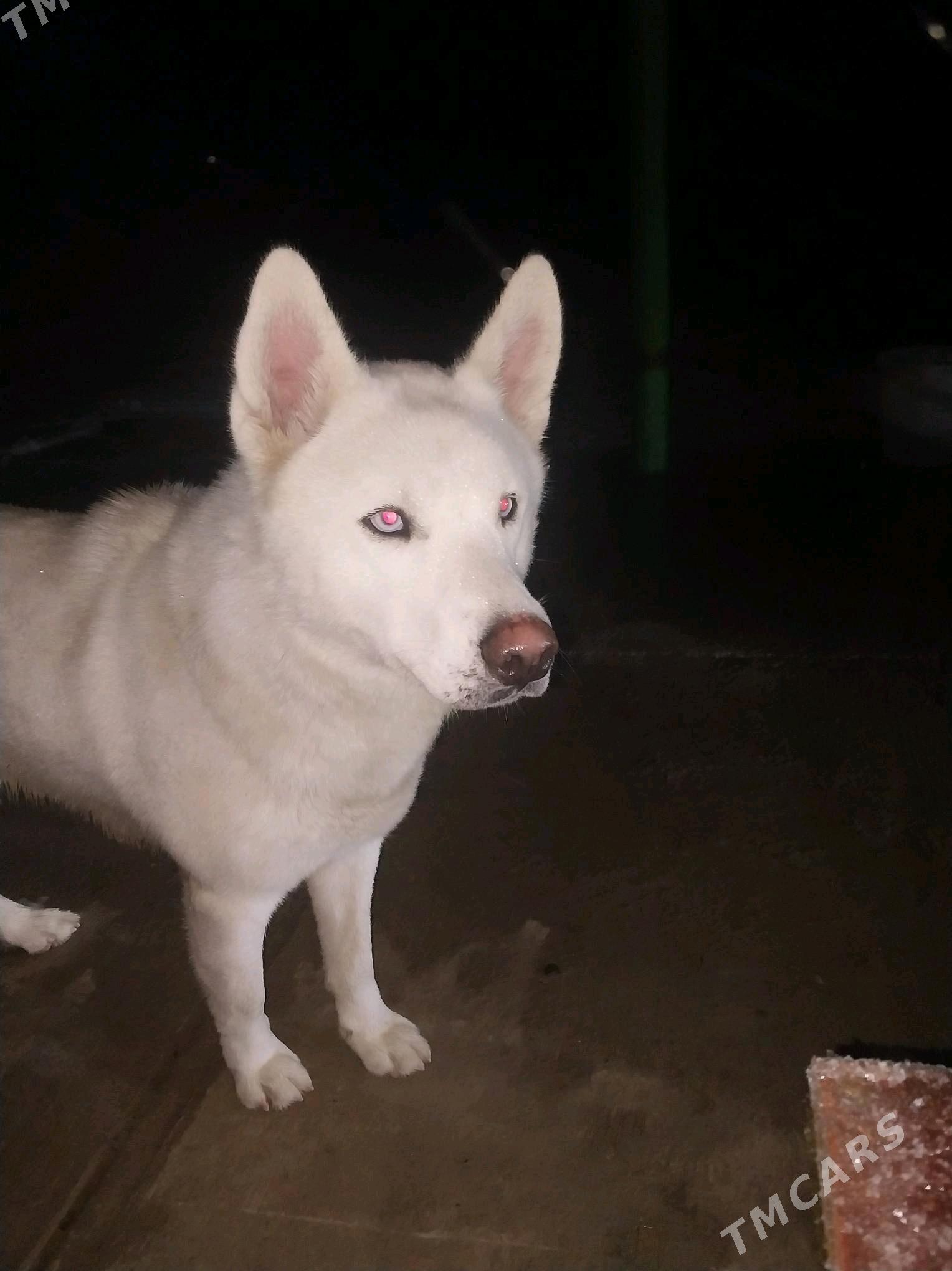 haski - Gökdepe - img 2