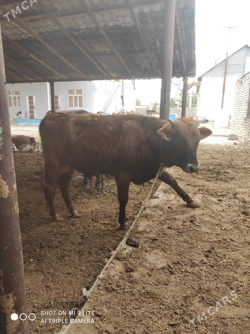 Öküz - Ашхабад - img 2