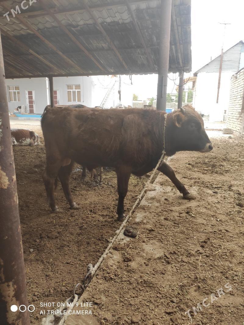 Öküz - Ашхабад - img 1