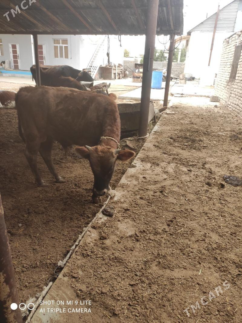 Öküz - Ашхабад - img 3