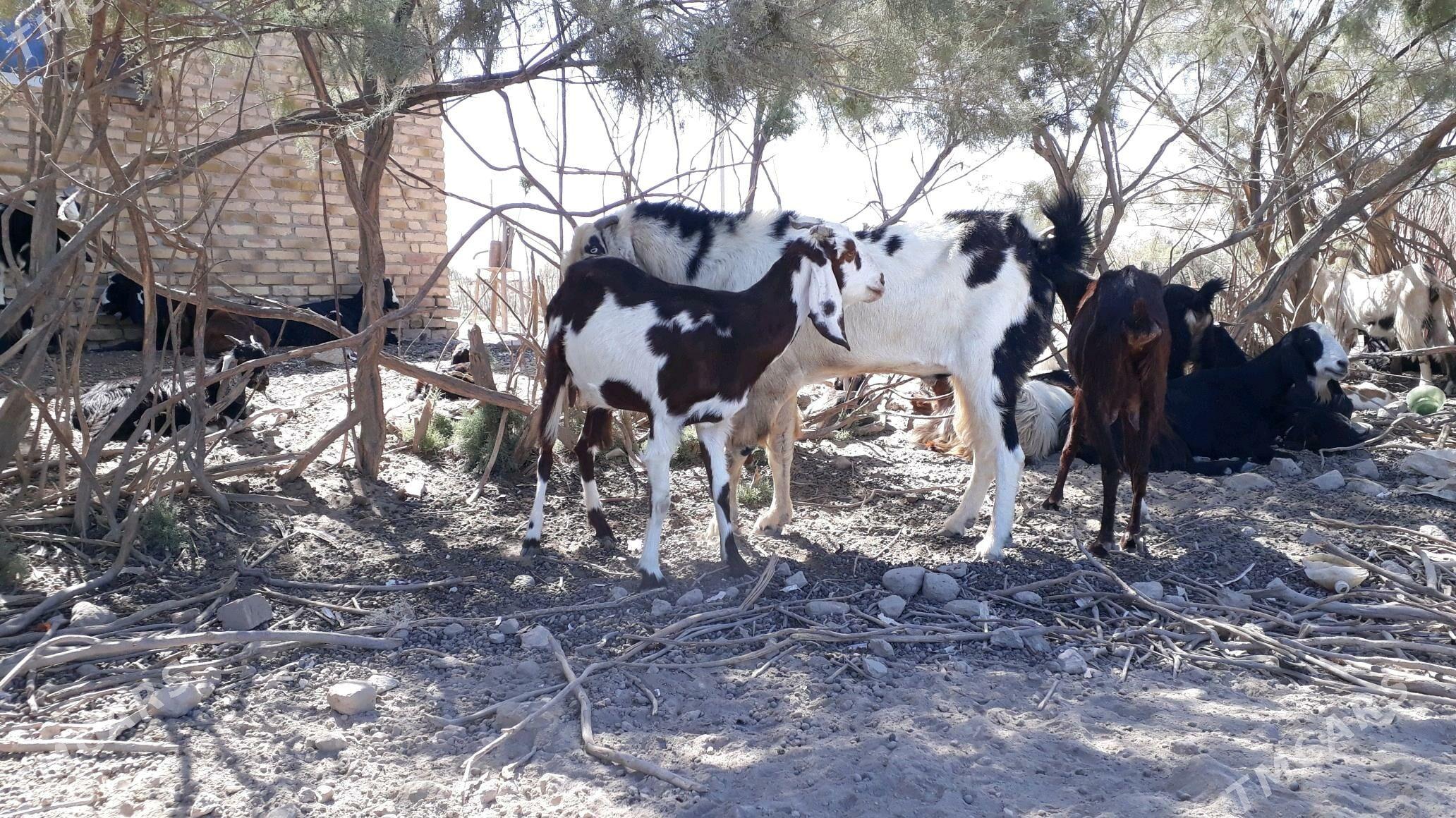 Pakistan  geci  - Дянев - img 2