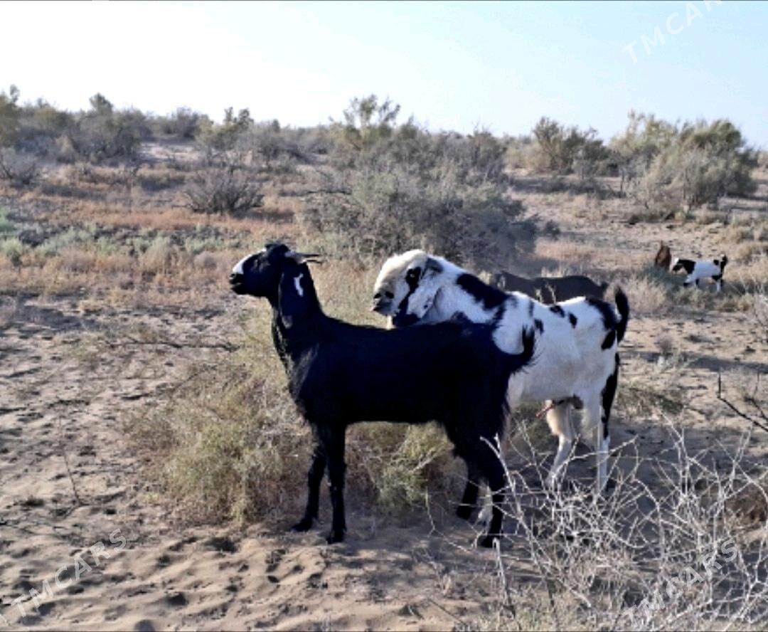 Pakistan  geci  - Дянев - img 3