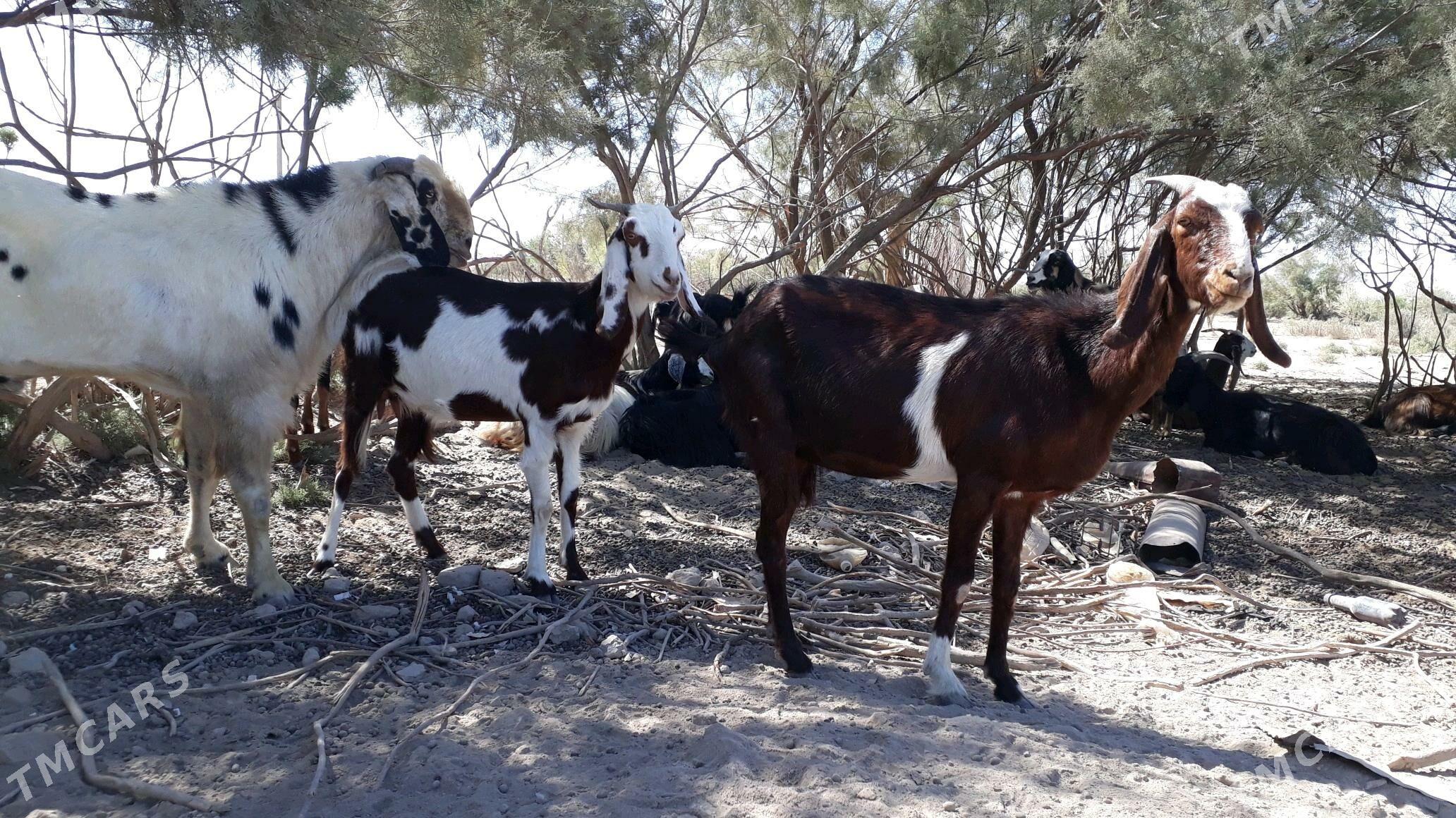 Pakistan geci - Dänew - img 1