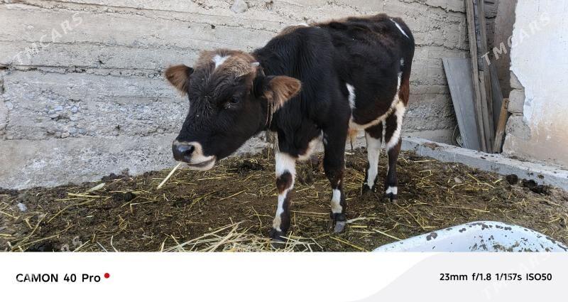 Uly mal - Ak bugdaý etraby - img 3