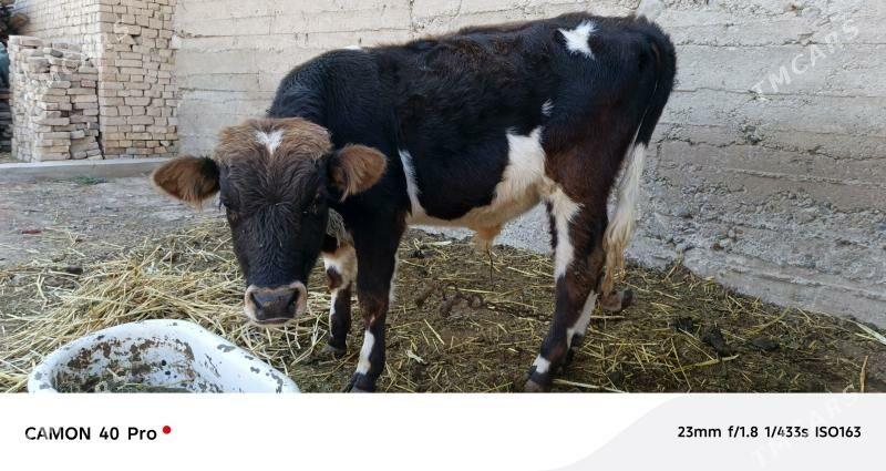 Uly mal - Ak bugdaý etraby - img 2