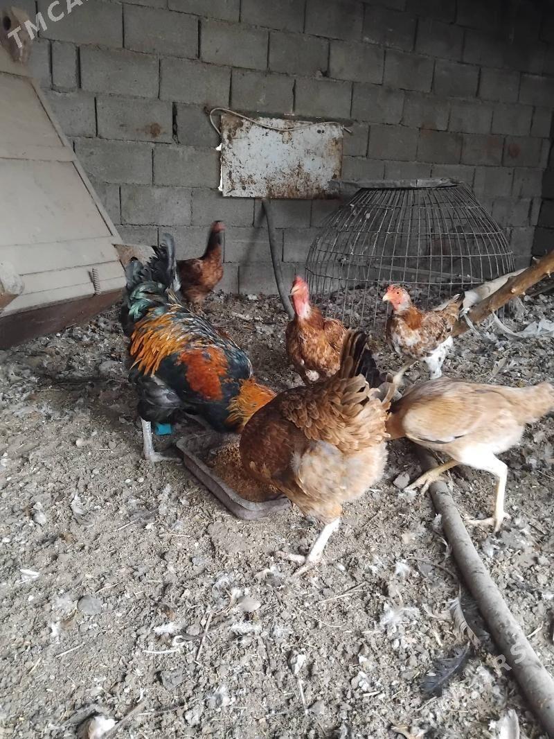 towuk - Aşgabat - img 1