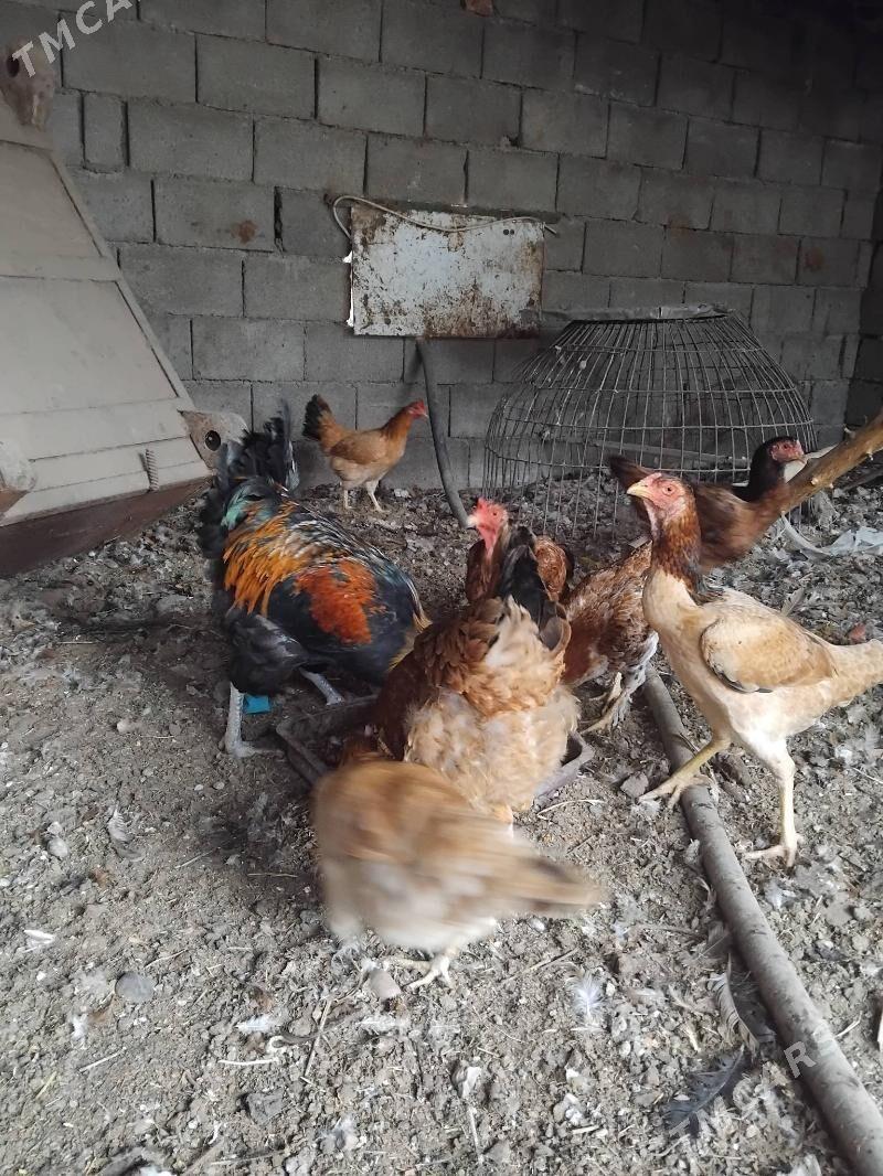 towuk - Aşgabat - img 2