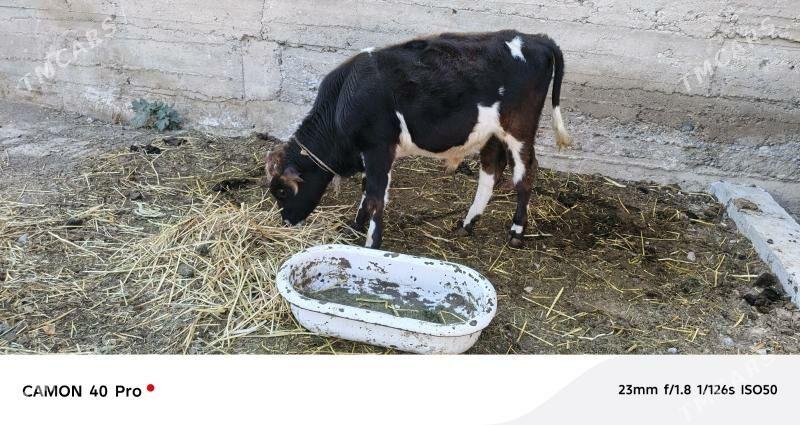 Uly mal - Ak bugdaý etraby - img 4