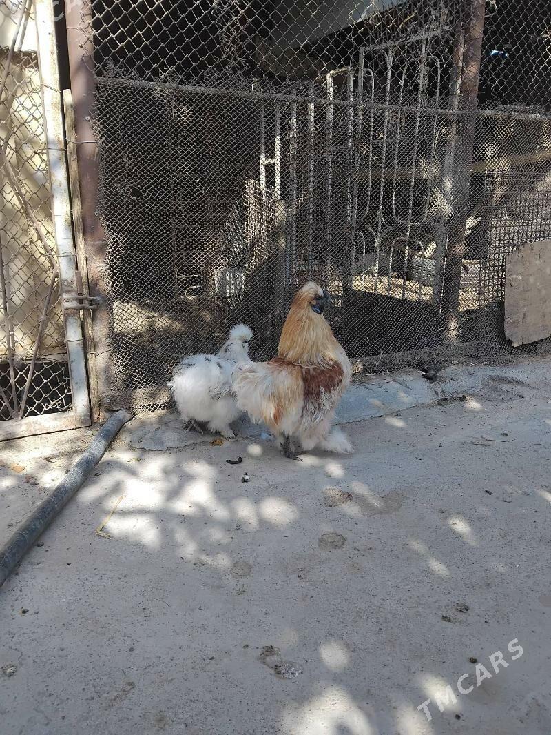 towuk - Aşgabat - img 3