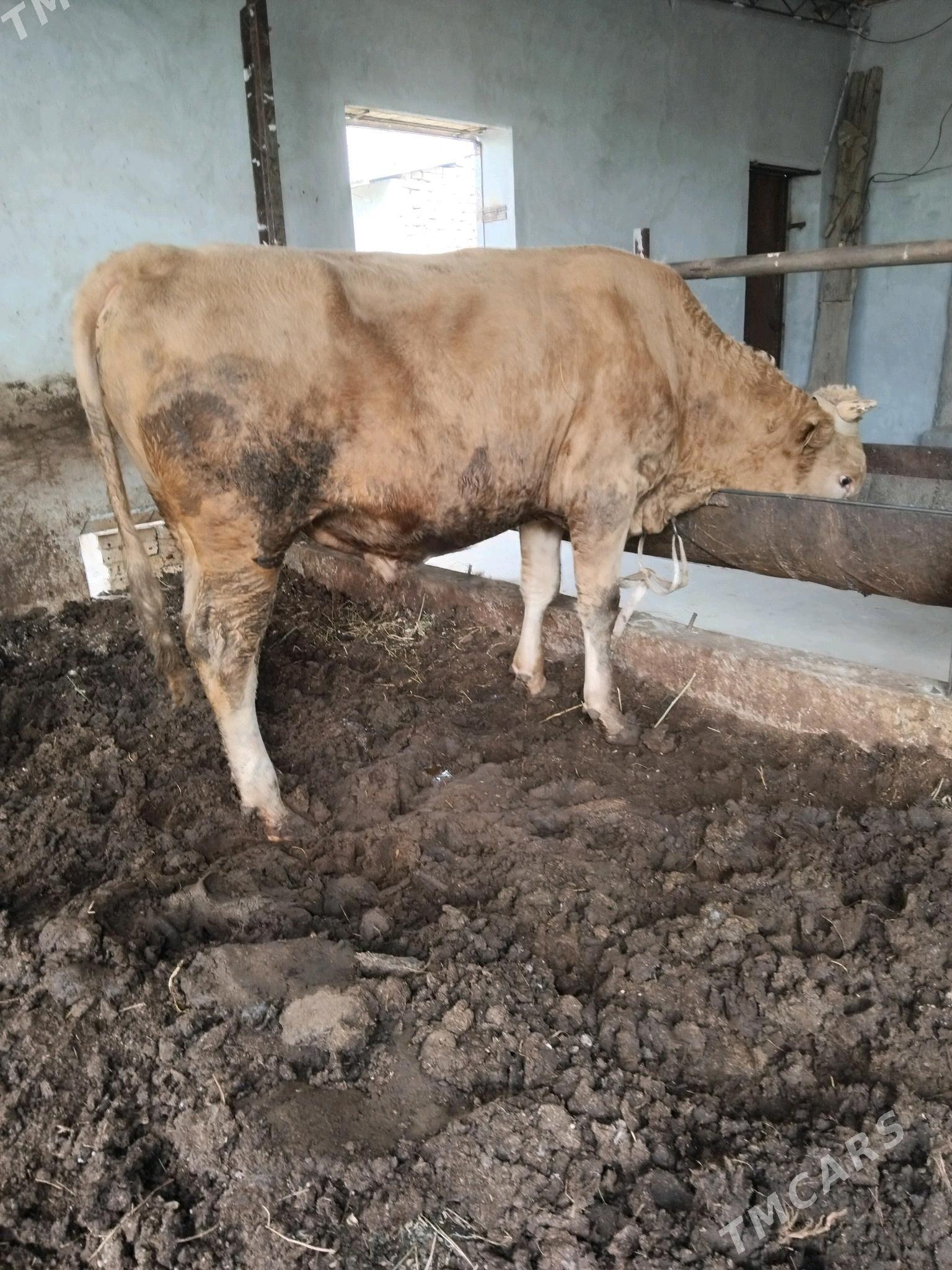 Gibrit öküz - Türkmenabat - img 1