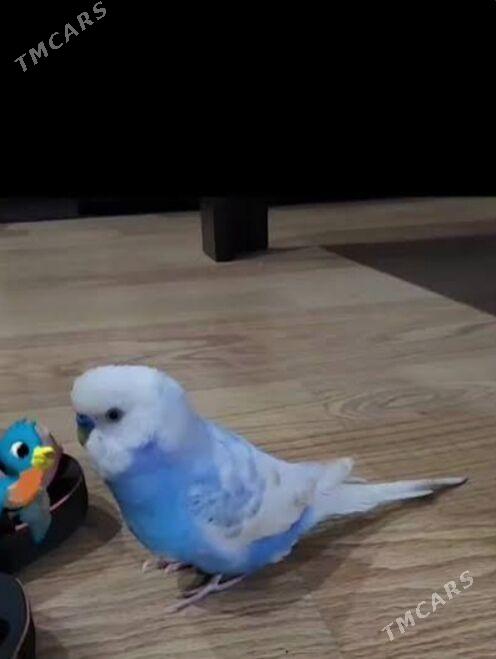 Popugay gus imleri setklary - Aşgabat - img 2