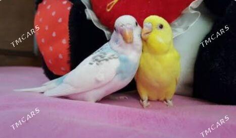 Popugay gus imleri setklary - Aşgabat - img 1