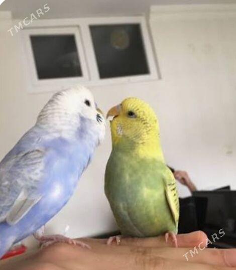 Popugay gus imleri setklary - Aşgabat - img 3