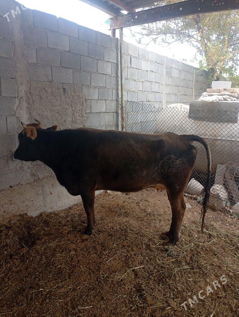 gysyr.sygyr. - Чоганлы - img 2