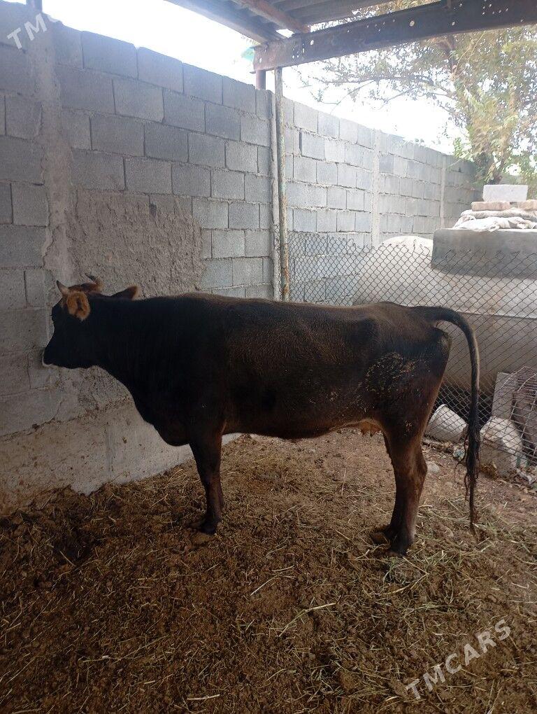 gysyr.sygyr. - Чоганлы - img 3