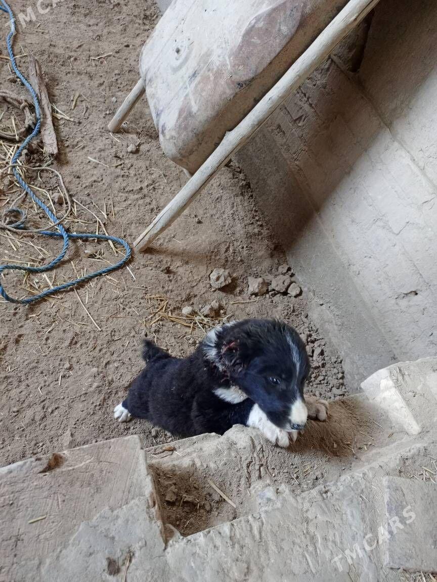 çopon güjük - Кёнеургенч - img 3