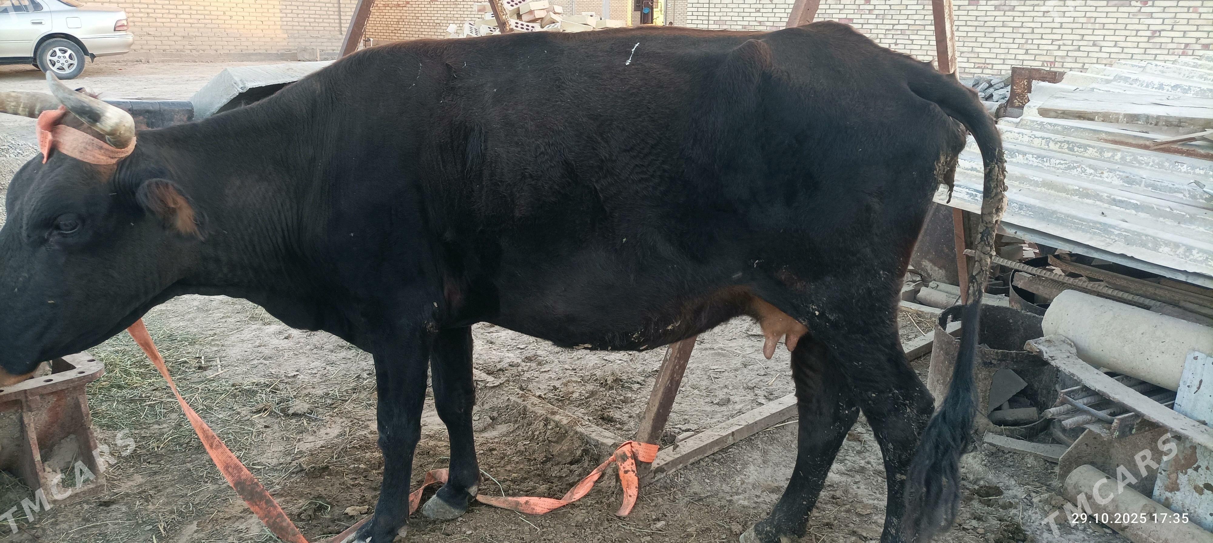 golesiz sygyr - Сакарчага - img 2