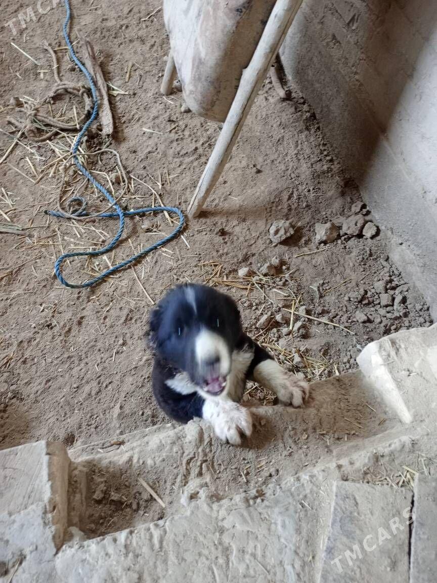 çopon güjük - Кёнеургенч - img 2