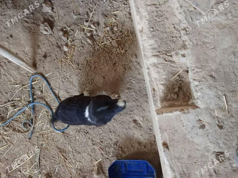 çopon güjük - Кёнеургенч - img 4