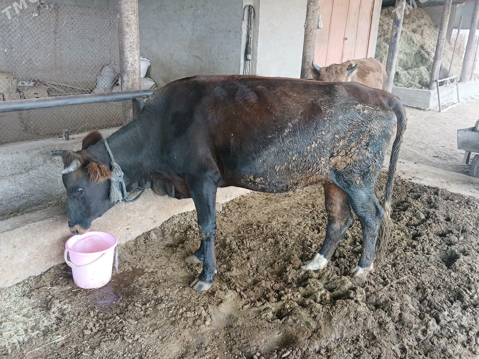 tüwe - Babadaýhan - img 2