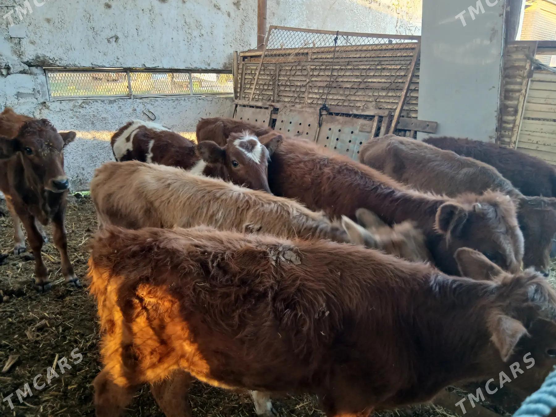 goleler - Мары - img 6