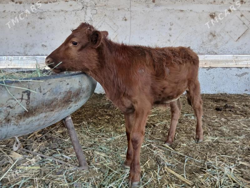 goleler - Мары - img 5