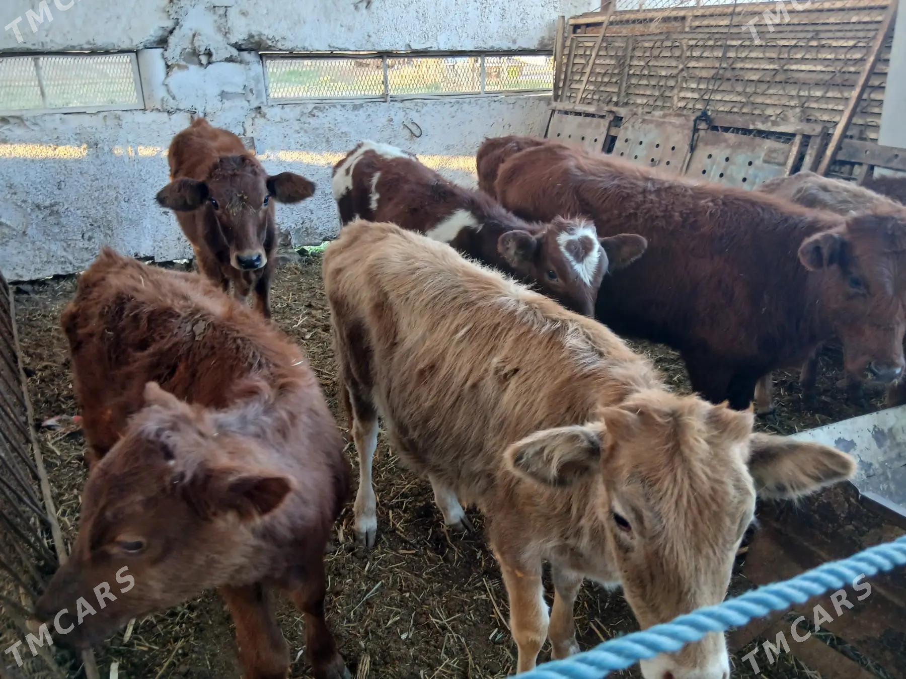 goleler - Мары - img 2