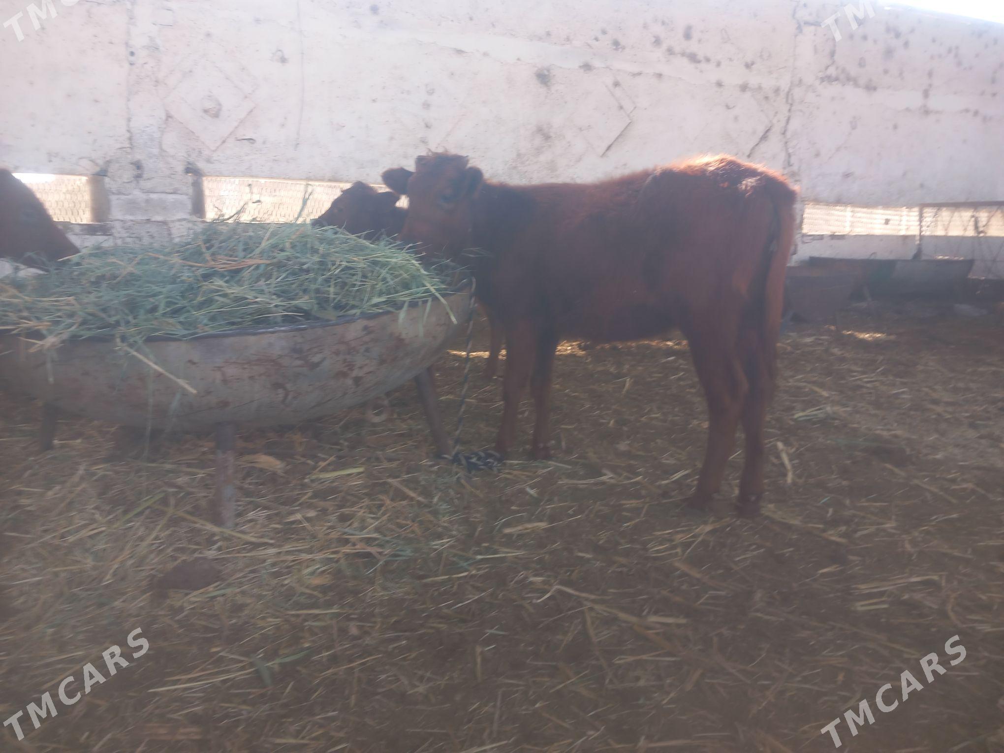 goleler - Мары - img 9