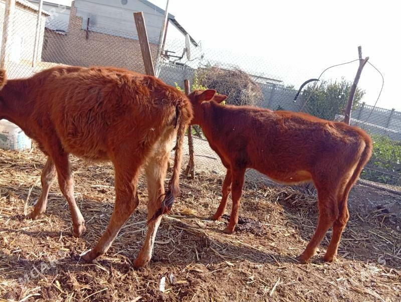 goleler - Мары - img 8