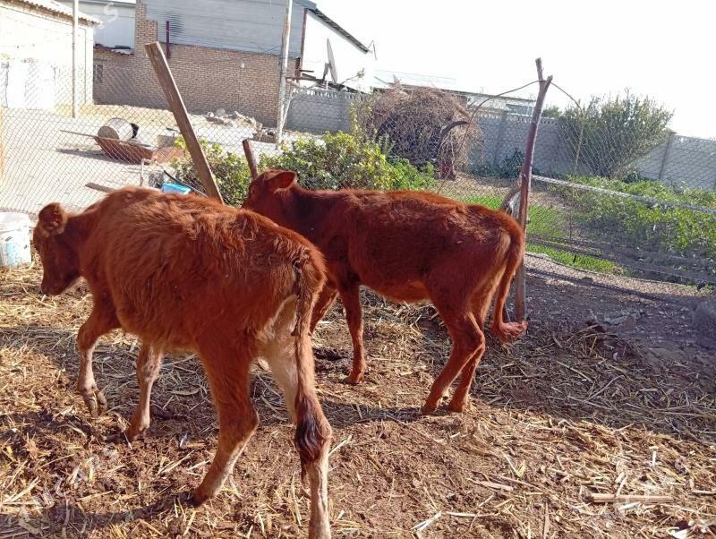 goleler - Мары - img 3