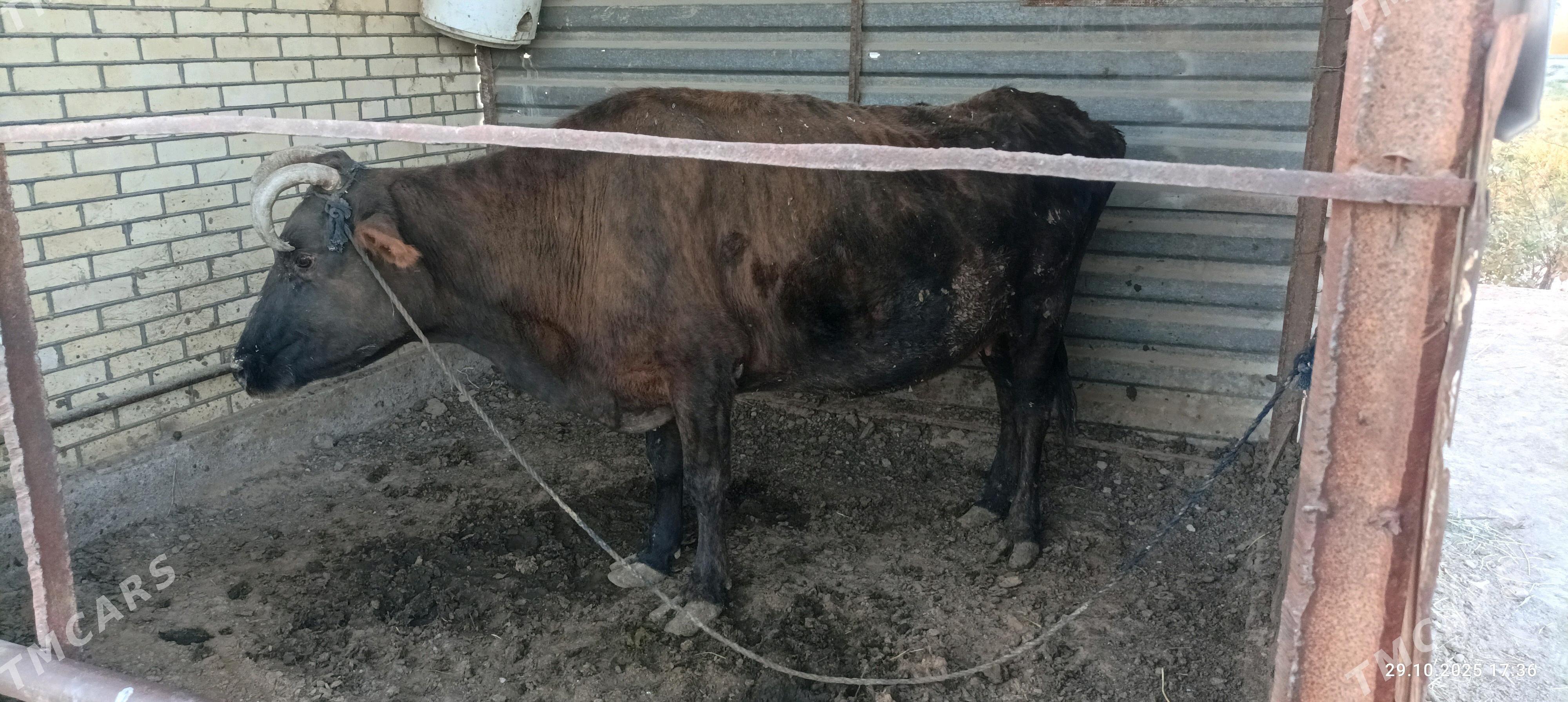 sygyr - Сакарчага - img 2