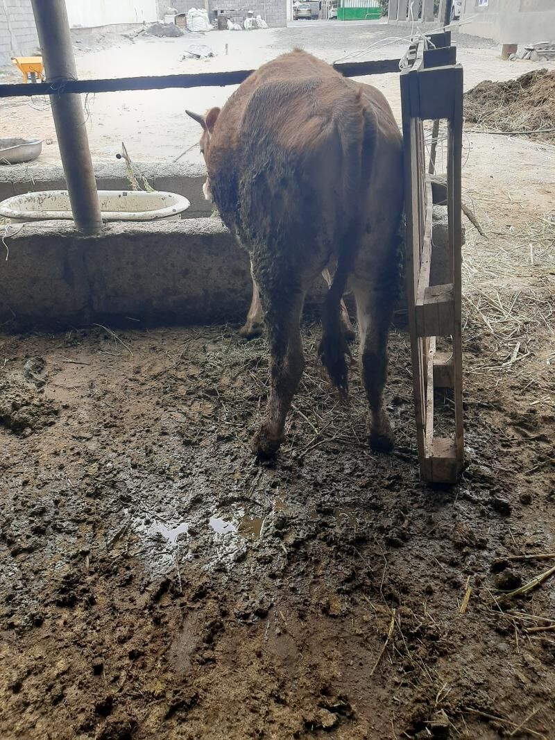 tüwe - Бузмеин - img 2