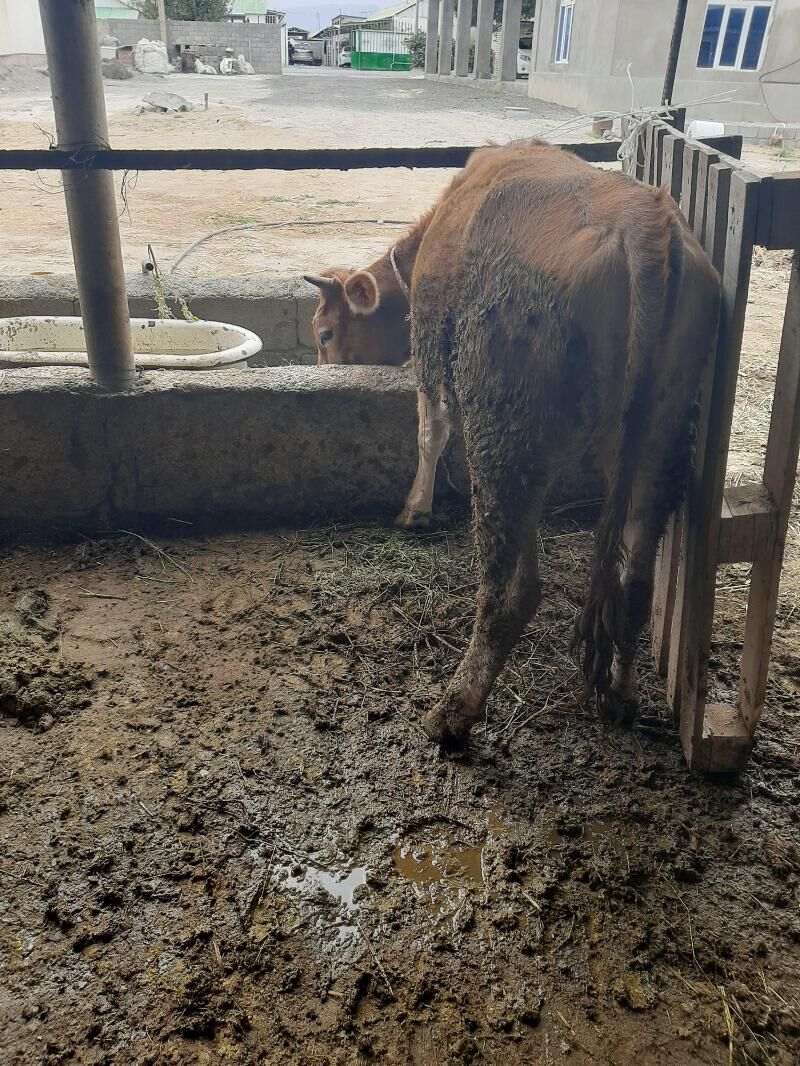 tüwe - Бузмеин - img 1