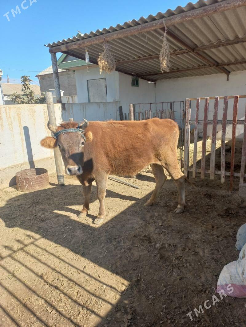 sygyr - Эсенгулы - img 2