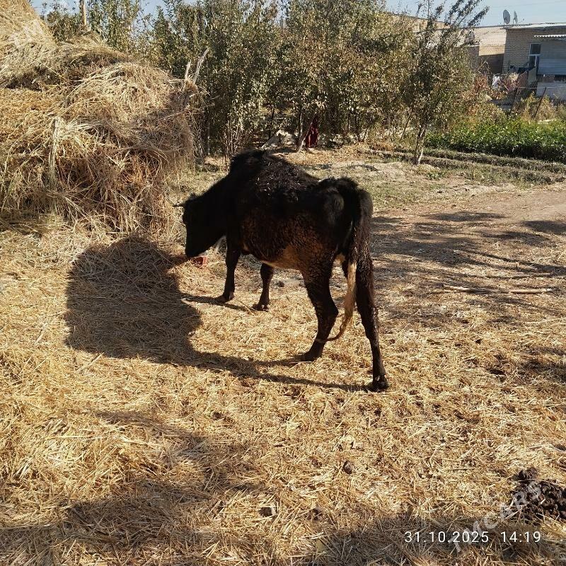 çornyy pyostr gatys - Çärjew - img 2