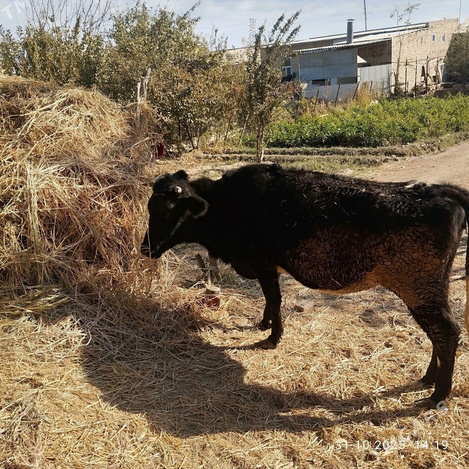 çornyy pyostr gatys - Çärjew - img 1