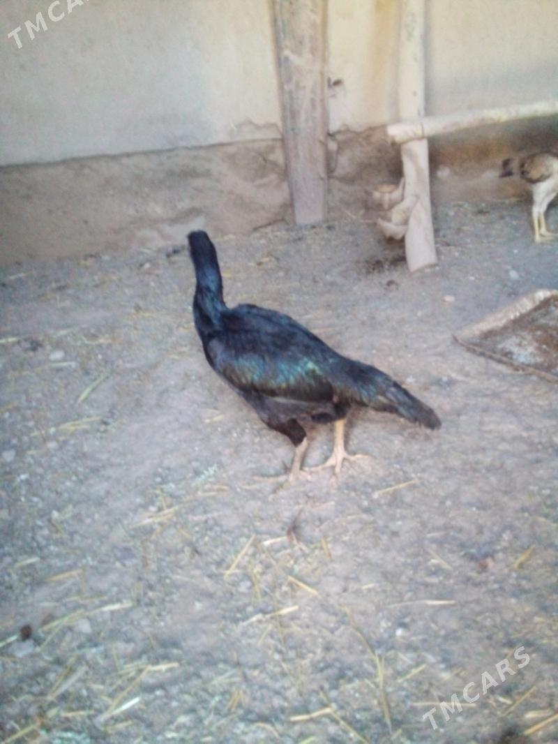 маки - Дашогуз - img 3