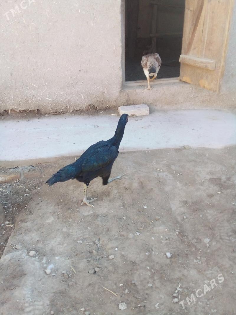 маки - Дашогуз - img 4