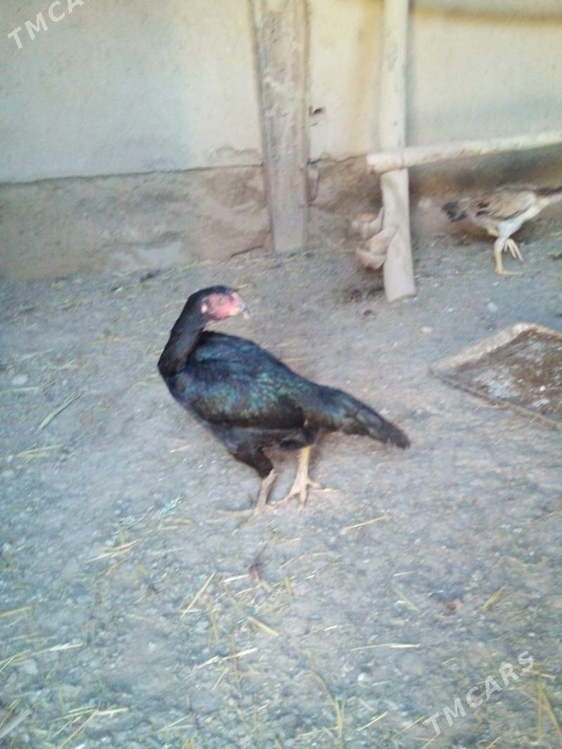 маки - Дашогуз - img 2