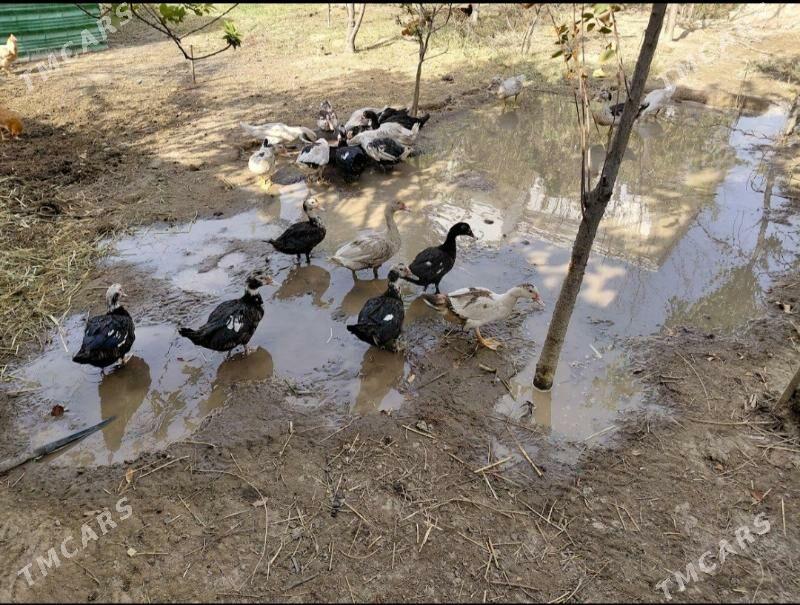 ördek - Тязе заман - img 2