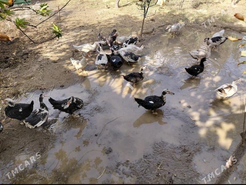 ördek - Тязе заман - img 1