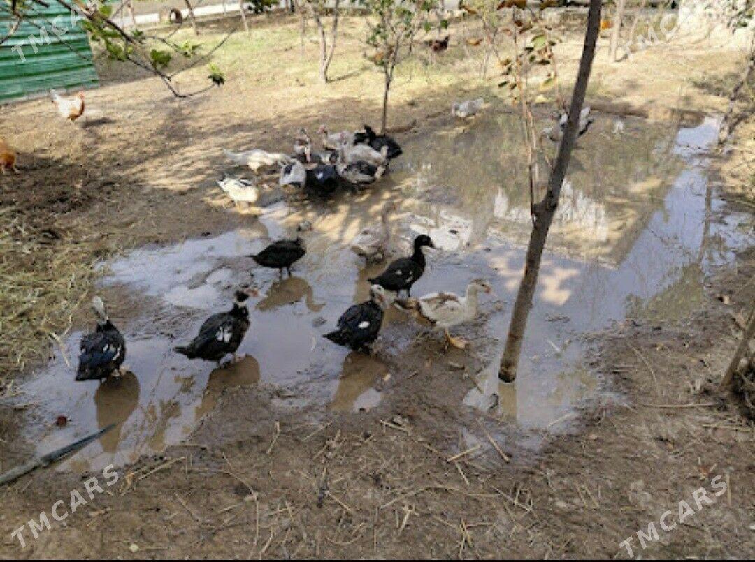 ördek - Тязе заман - img 4