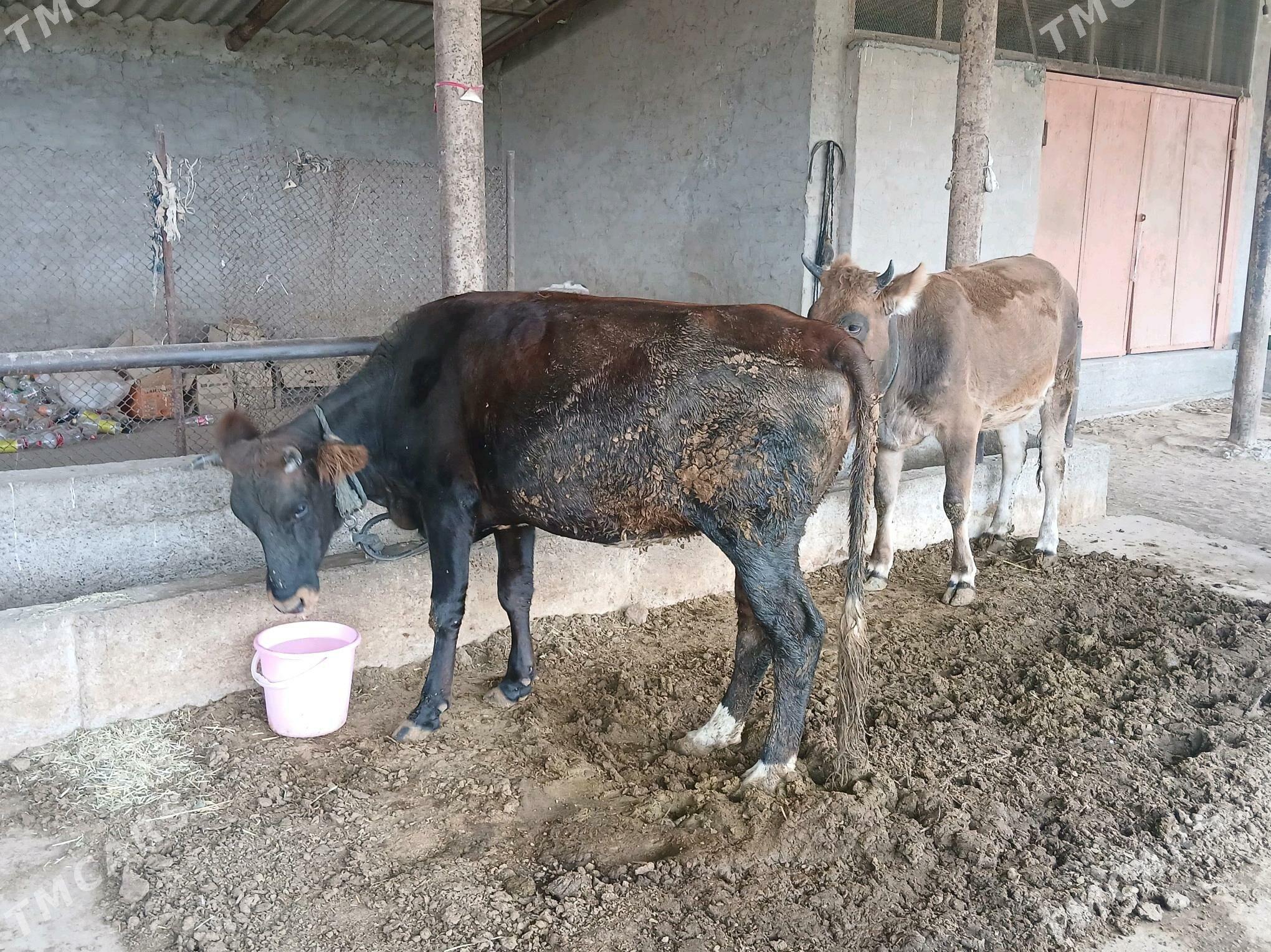 tüwe - Babadaýhan - img 3