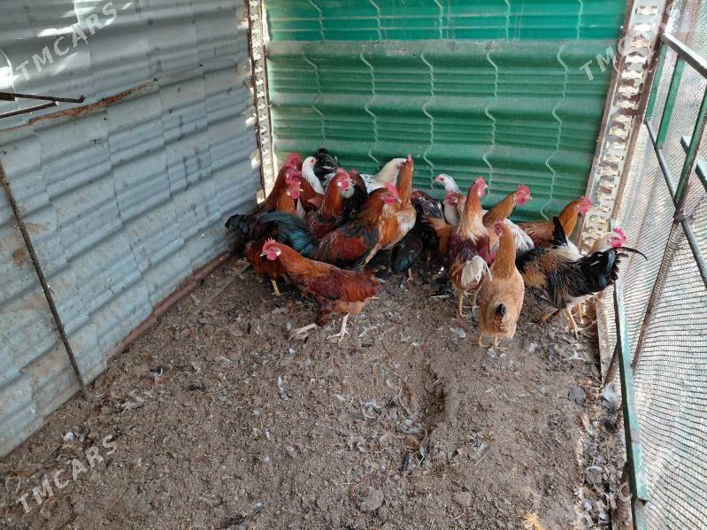 horazlar - Täze zaman - img 2