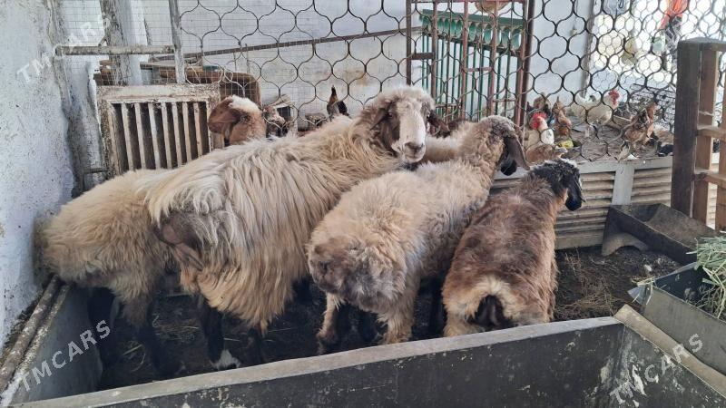 Tokly semiz - Jebel - img 1