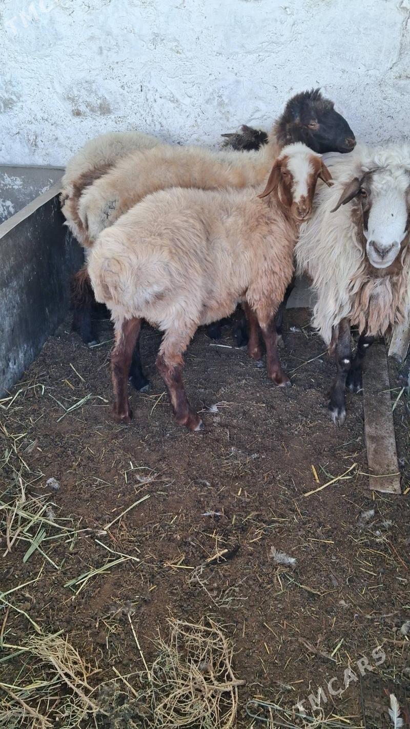 Tokly semiz - Jebel - img 5