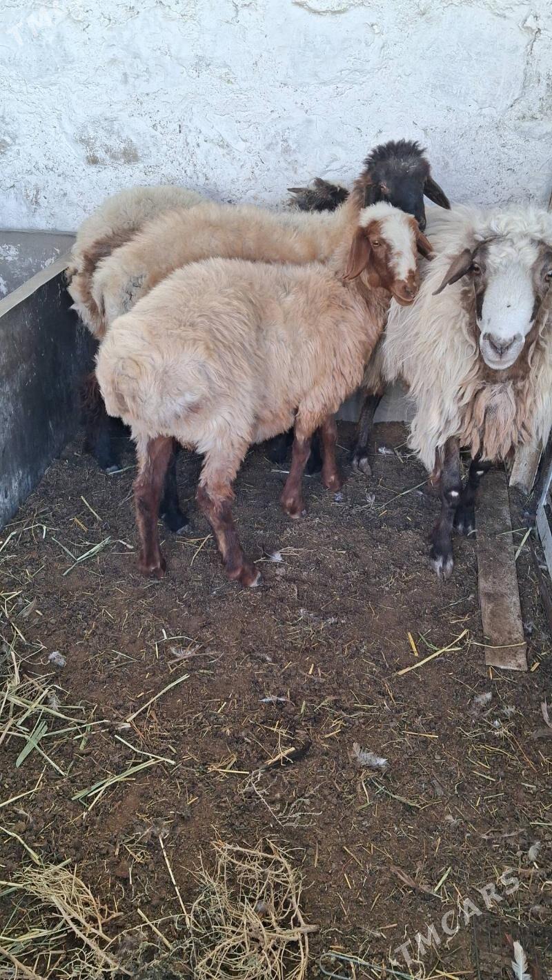 Tokly semiz - Jebel - img 4