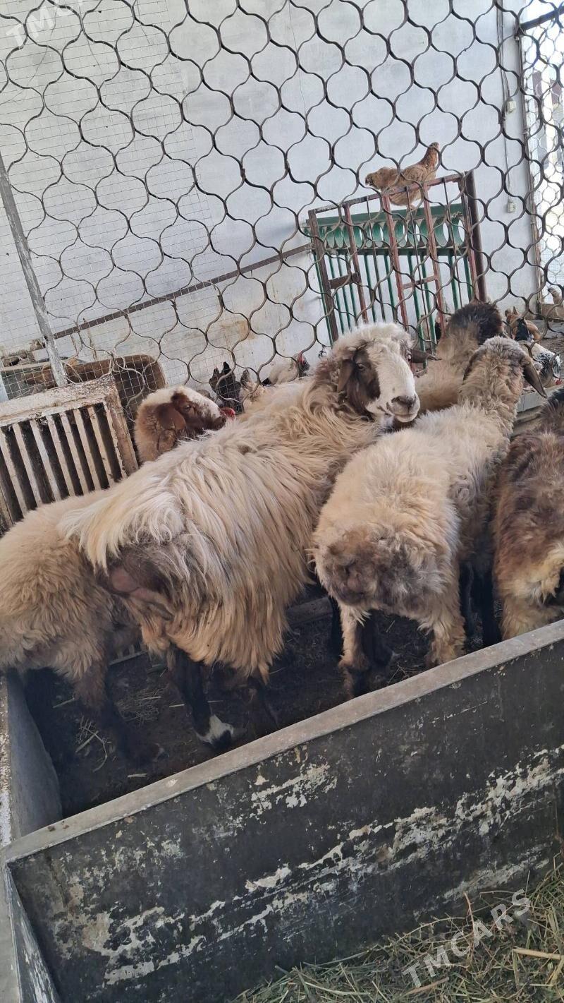 Tokly semiz - Jebel - img 6