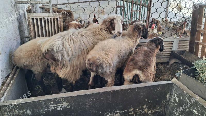 Tokly semiz - Jebel - img 2